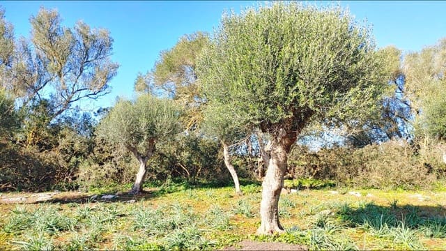 Bouwgrond te koop in Felanitx - € 790.000 (Ref: 8781619)