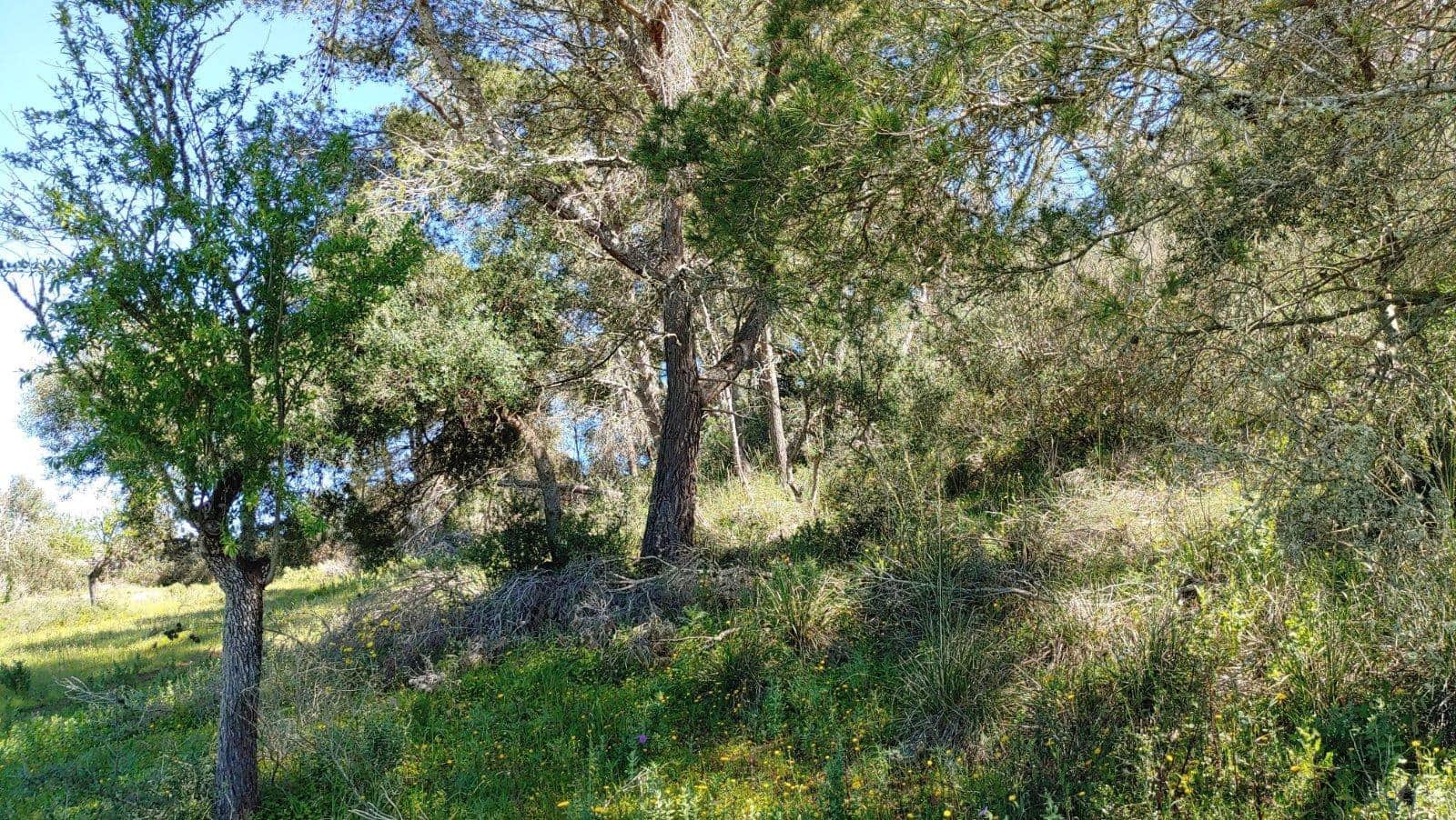 Byggetomt til salgs i Felanitx - € 590 000 (Ref: 8913012)