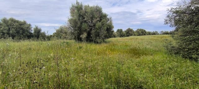 Building Plot for sale in Muro - € 250,000 (Ref: 8949005)