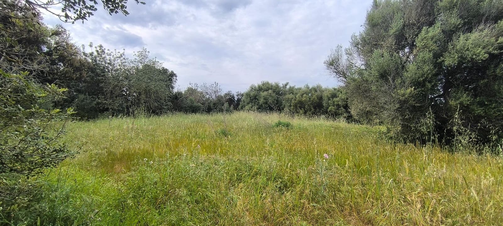 Building Plot for sale in Muro - € 250,000 (Ref: 8949005)