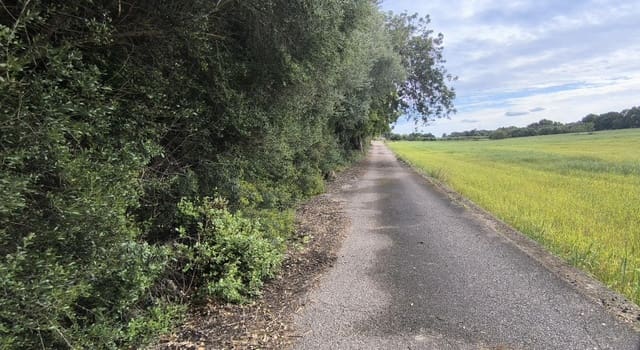 Building Plot for sale in Muro - € 250,000 (Ref: 8949005)