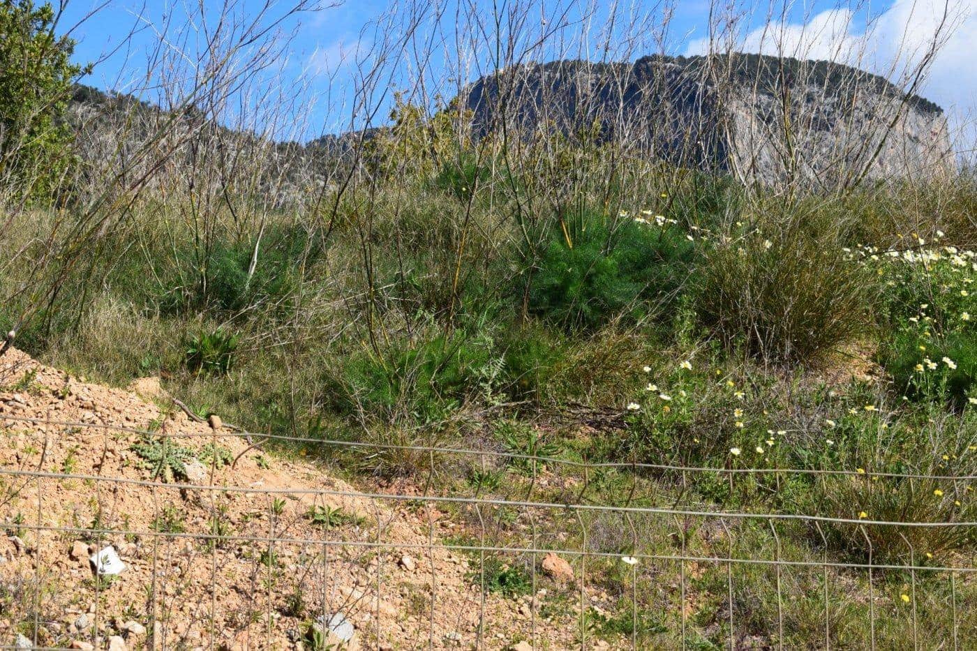 Building Plot for sale in Alaro - € 360,000 (Ref: 9401318)