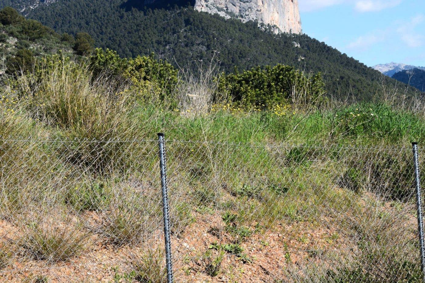 Building Plot for sale in Alaro - € 360,000 (Ref: 9401318)