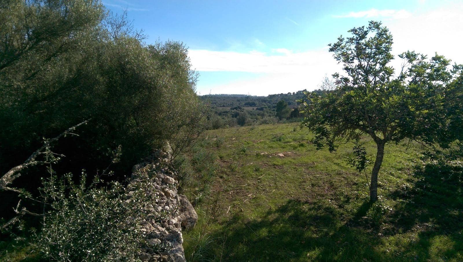 Mark till salu i Llubi - 175 000 € (Ref: 9551837)