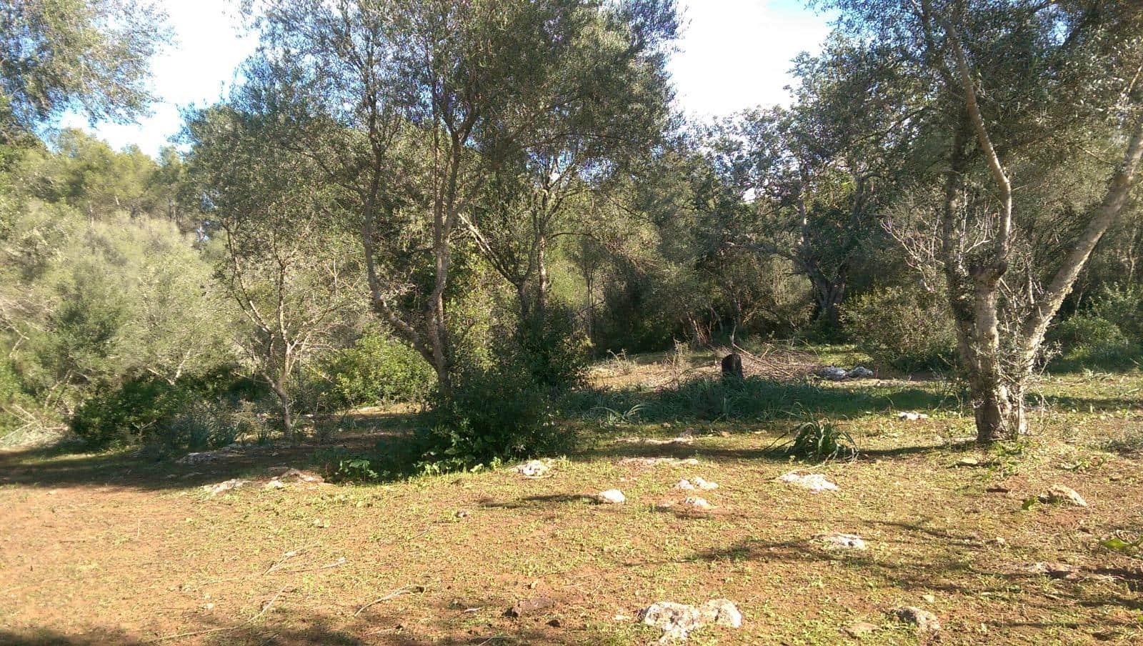 Mark till salu i Llubi - 175 000 € (Ref: 9551837)