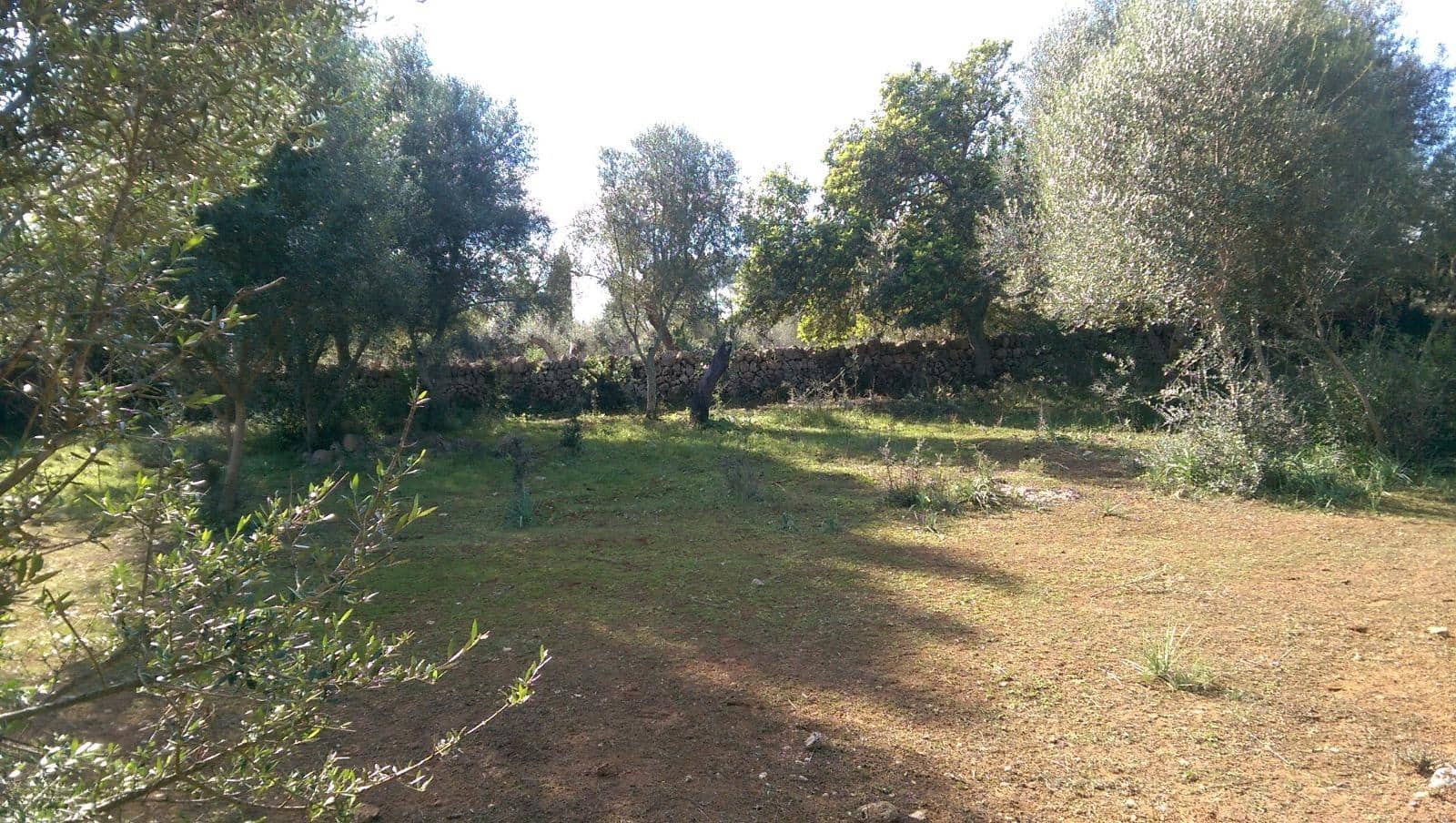 Mark till salu i Llubi - 175 000 € (Ref: 9551837)