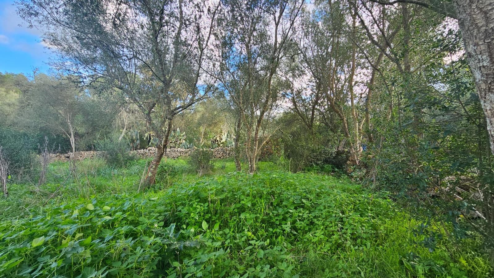 Mark till salu i Llubi - 175 000 € (Ref: 9551837)