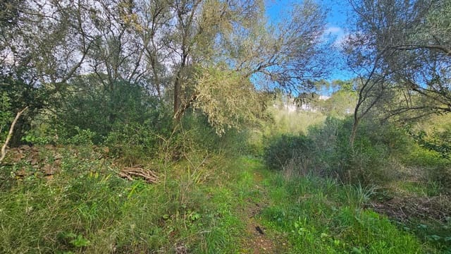 Terreno Não Urbanizado para venda em Llubí - 175 000 € (Ref: 9551837)