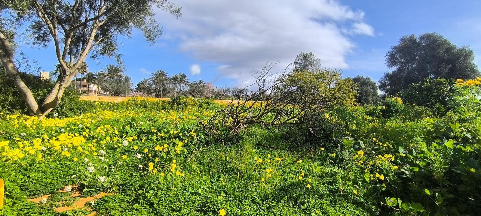 Byggegrund til salg i Sa Cabaneta / La Cabaneta - € 850.000 (Ref: 9616023)