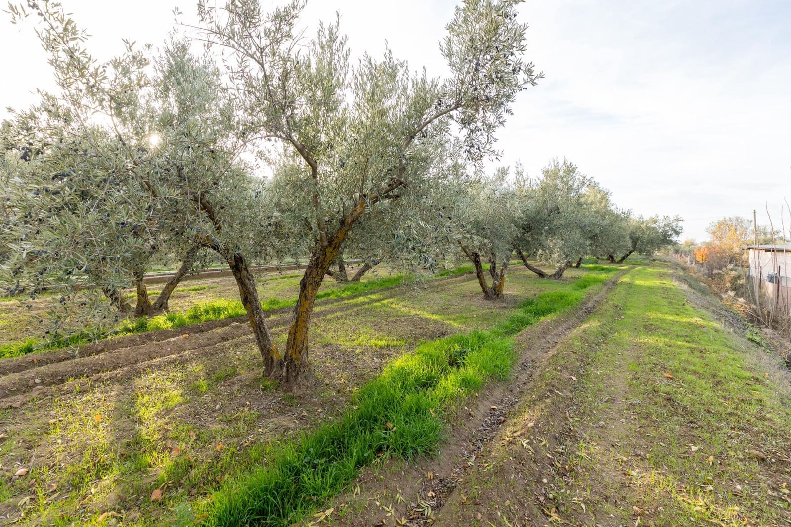 3 slaapkamer Finca/Landhuis te koop in Otura met zwembad garage - € 280.000 (Ref: 9519258)