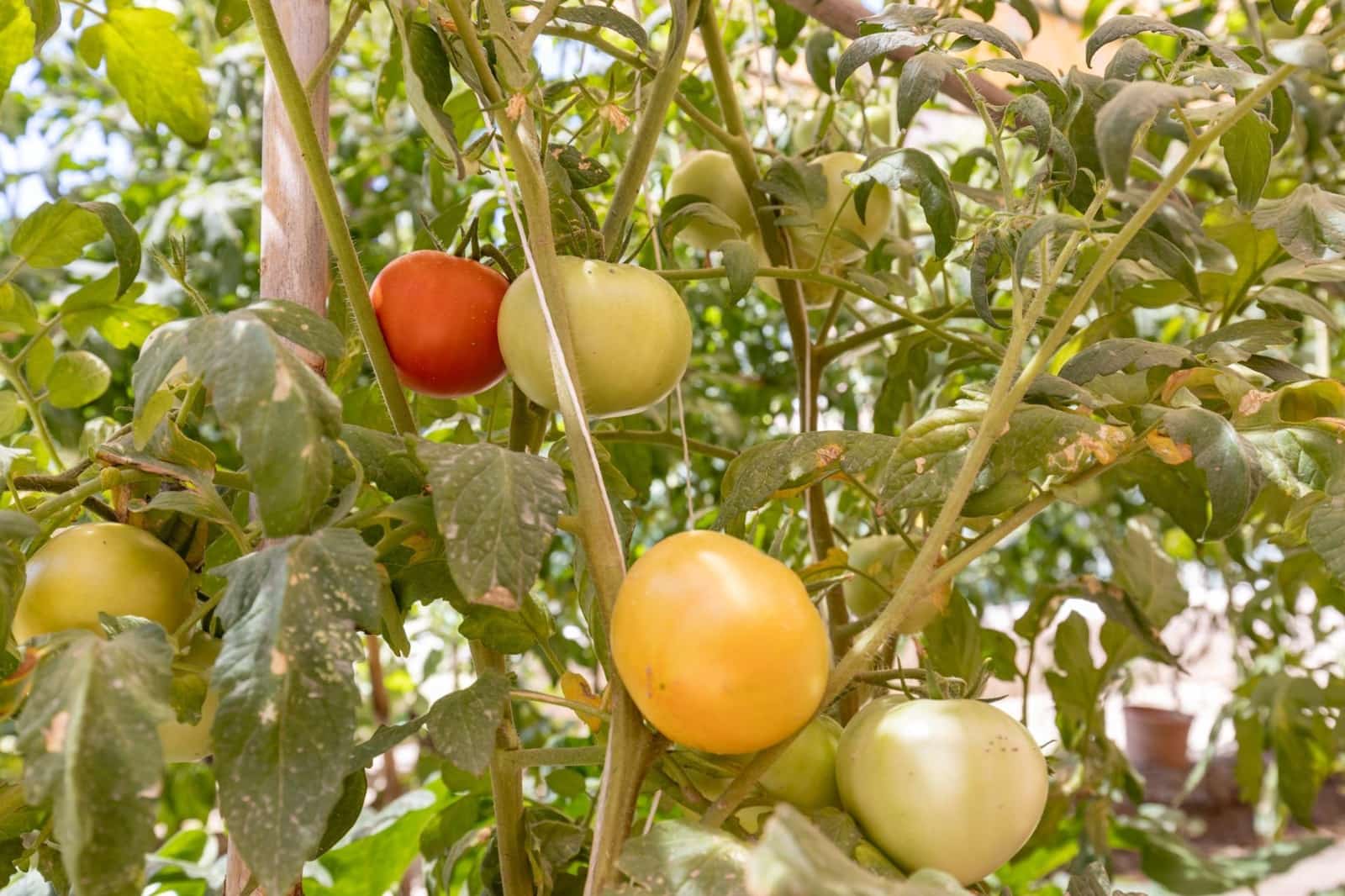 Chalet de 7 habitaciones en Las Gabias en venta con piscina garaje - 575.000 € (Ref: 9677677)