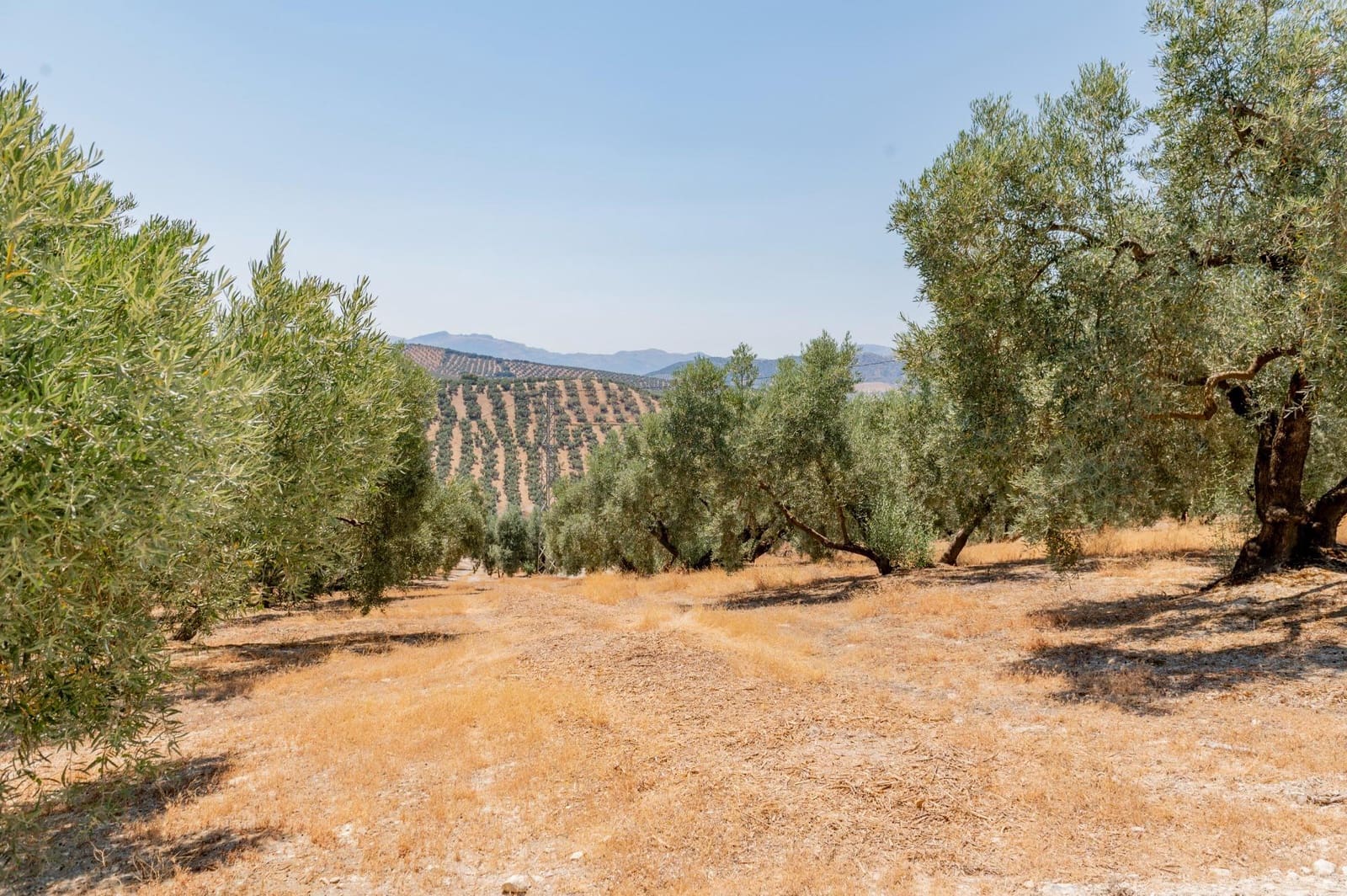 Terreno/Finca Rústica en Archidona en venta - 173.000 € (Ref: 10009640)