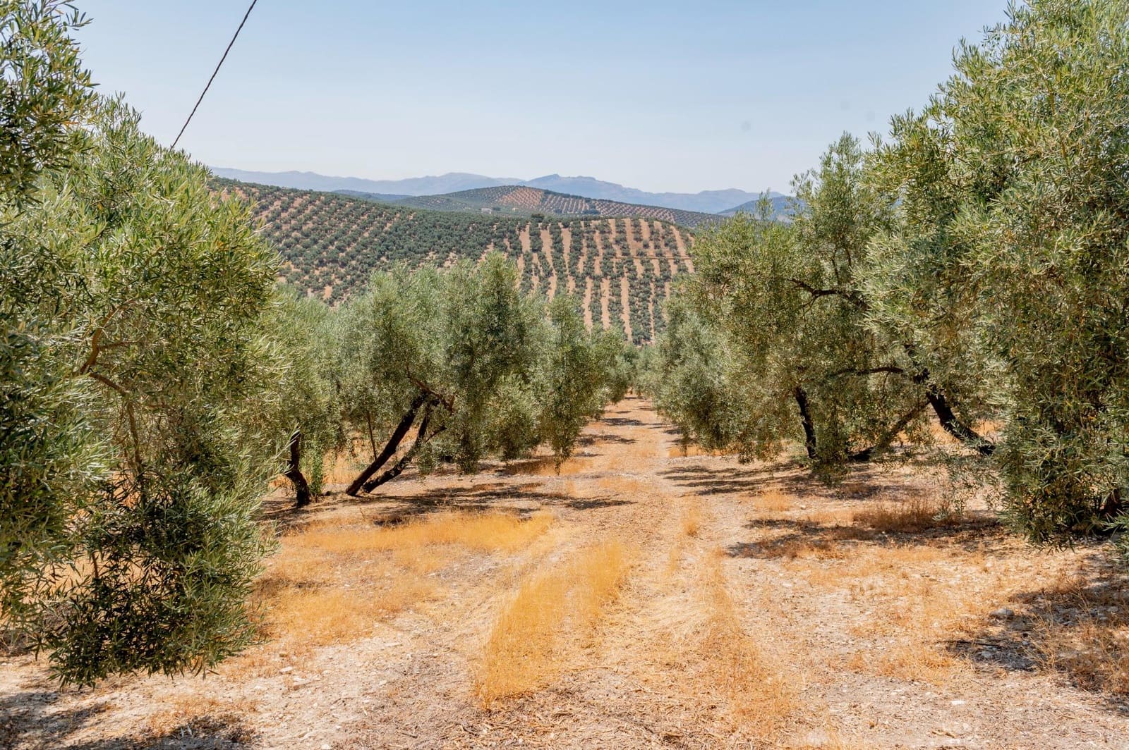 Terreno/Finca Rústica en Archidona en venta - 173.000 € (Ref: 10009640)