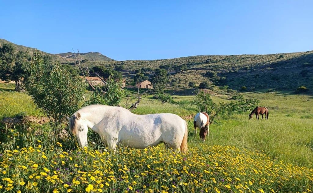 4 sypialnia Finka/Dom wiejski na sprzedaż w Alozaina z basenem - 570 000 € (Ref: 8902917)