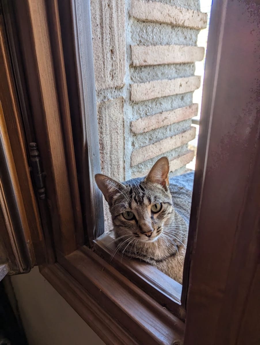 4 sypialnia Finka/Dom wiejski na sprzedaż w Alozaina z basenem - 570 000 € (Ref: 8902917)