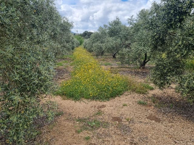 6 soveværelse Finca/Landehus til salg i Antequera med swimmingpool garage - € 545.000 (Ref: 9001015)