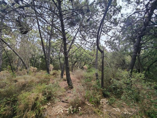 Undeveloped Land for sale in Istán - € 4,000,000 (Ref: 9349829)