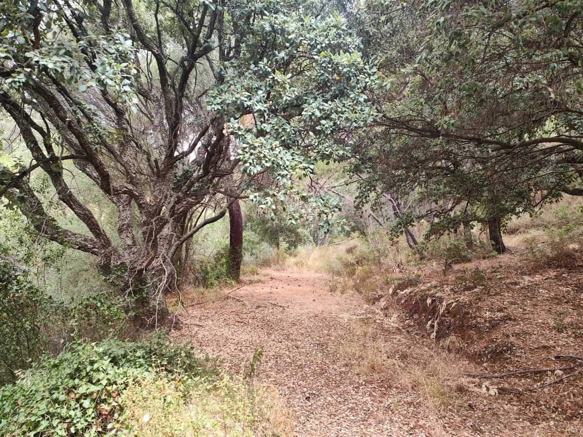 Terreno/Finca Rústica en Istán en venta - 2.000.000 € (Ref: 9349829)