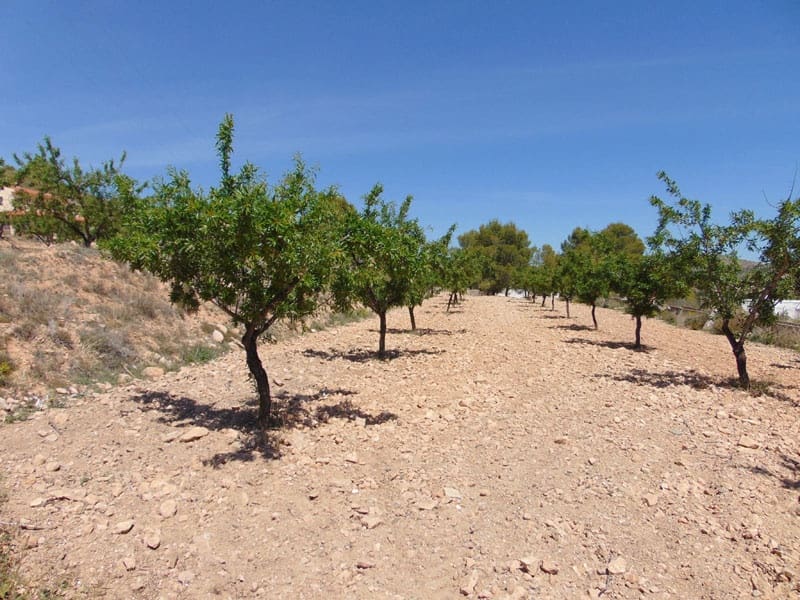 Grunde uden byggetilladelser til salg i Hondon de las Nieves - € 75.000 (Ref: 5821138)