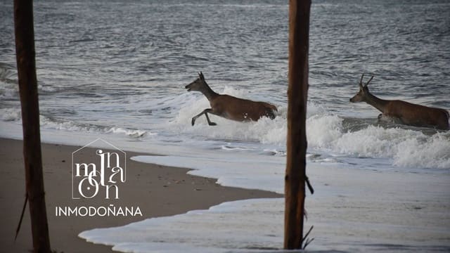 Grond te koop in Matalascañas, Almonte - € 500.000 (Ref: 9622832)