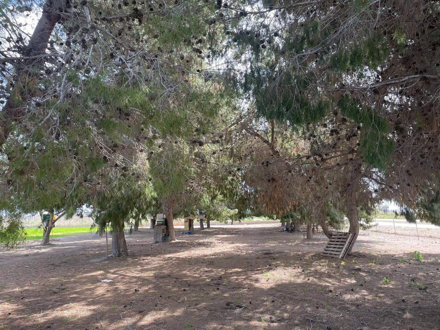 Mark till salu i Daya Nueva - 98 000 € (Ref: 10101291)