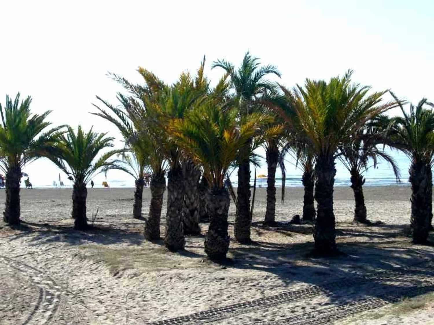 Mark till salu i Santa Pola - 160 000 € (Ref: 10101292)