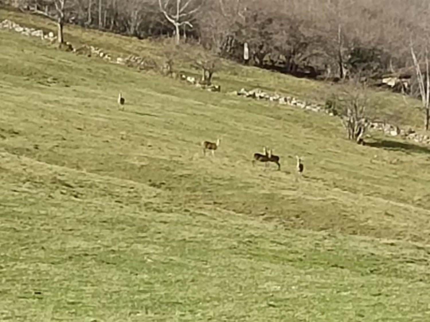 Byggegrund til salg i Rionansa - € 520.000 (Ref: 8089790)