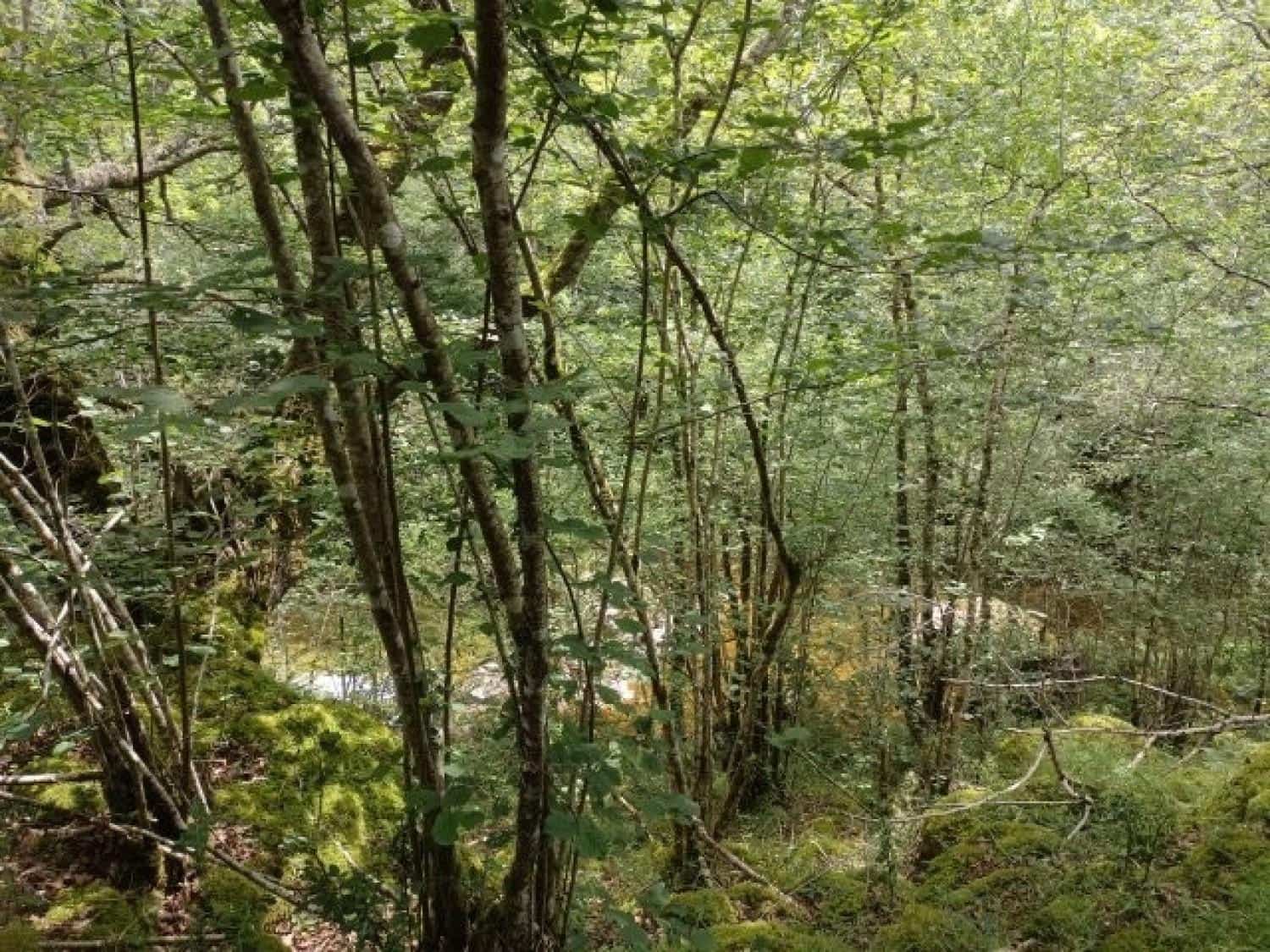 Byggegrund til salg i Rionansa - € 195.000 (Ref: 8089792)