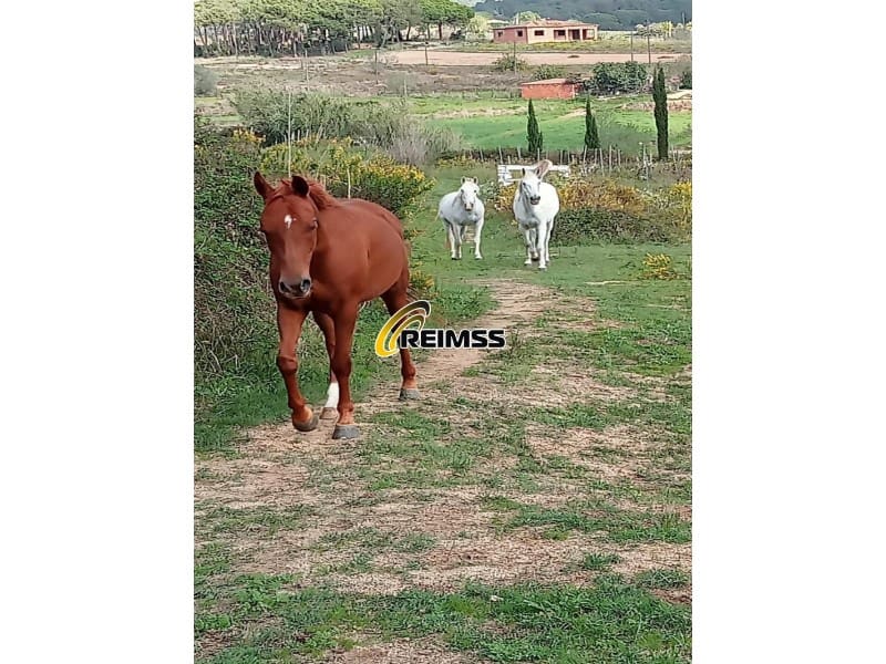 1 soveværelse Villa til salg i Tordera - € 295.000 (Ref: 9342145)