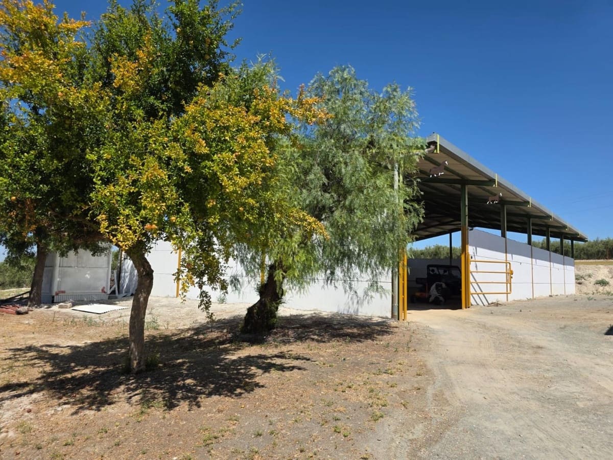 Finca/Casa Rural de 4 habitaciones en Morón de la Frontera en venta con piscina - 699.000 € (Ref: 10048199)
