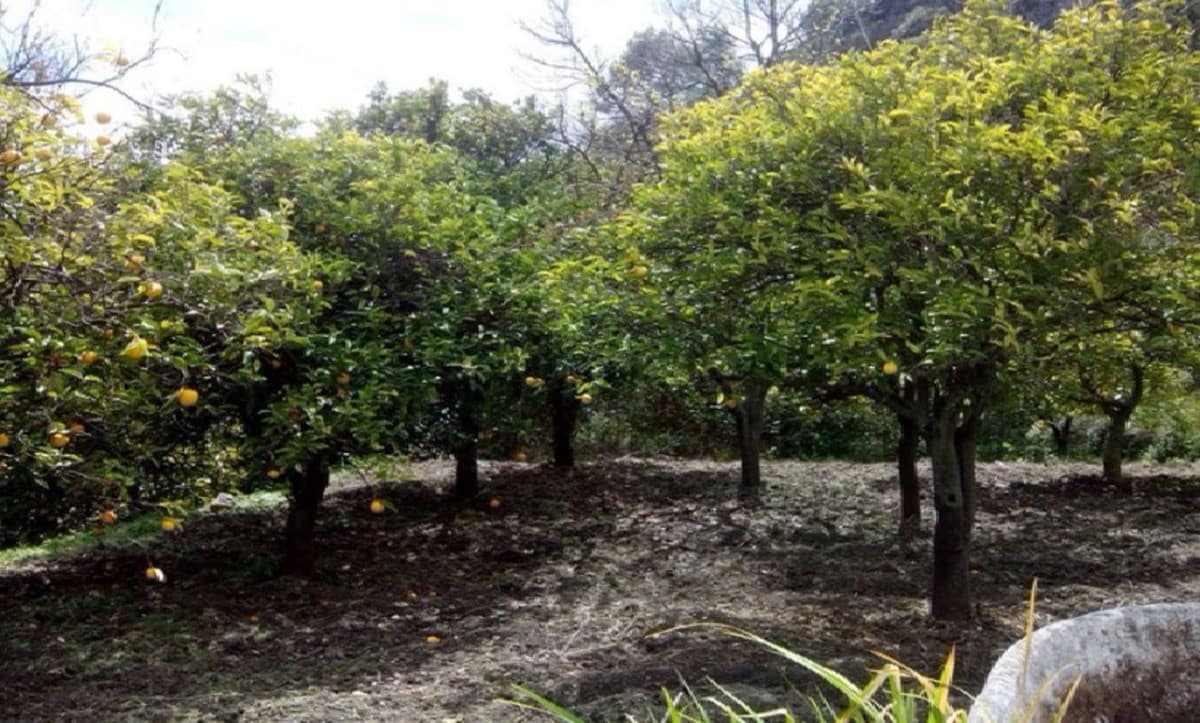 Finca/Casa Rural de 2 habitaciones en Alozaina en venta con piscina garaje - 212.750 € (Ref: 6784261)