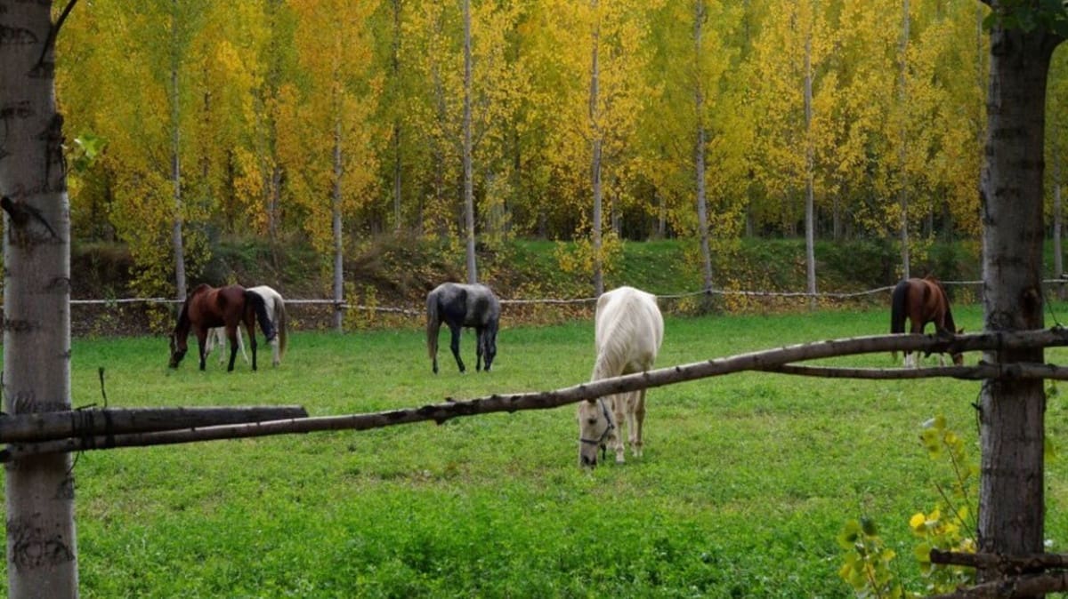 7 Zimmer Finca/Landgut zu verkaufen in Guadix mit Pool Garage - 395.000 € (Ref: 7467059)