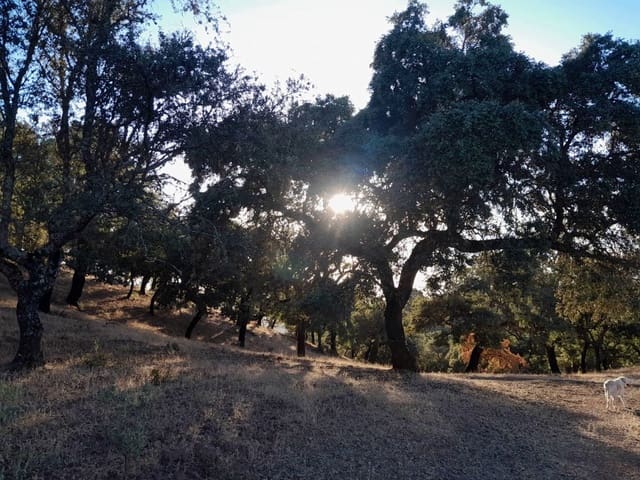 7 bedroom Finca/Country House for sale in Espiel with garage - € 890,000 (Ref: 8062022)