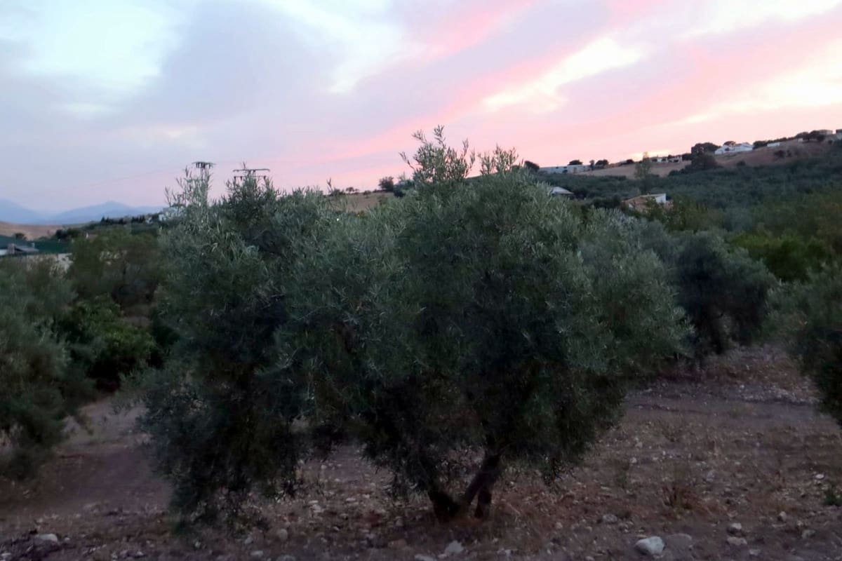 3 chambre Finca/Maison de Campagne à vendre à Villanueva de la Concepcion avec garage - 325 000 € (Ref: 8537538)