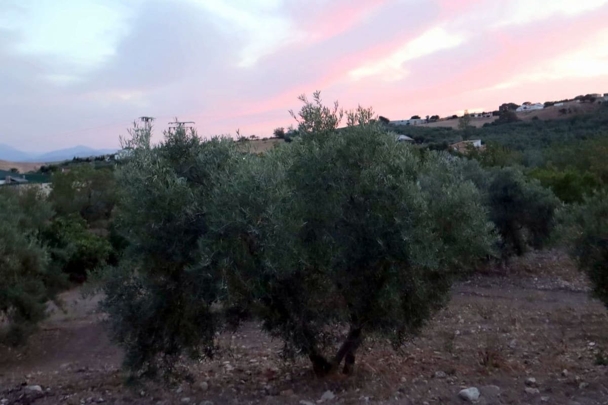 3 bedroom Finca/Country House for sale in Villanueva de la Concepcion with garage - € 325,000 (Ref: 8537538)