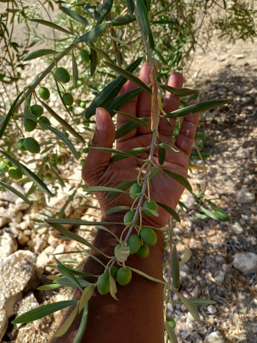 3 bedroom Finca/Country House for sale in Villanueva de la Concepcion with garage - € 325,000 (Ref: 8537538)