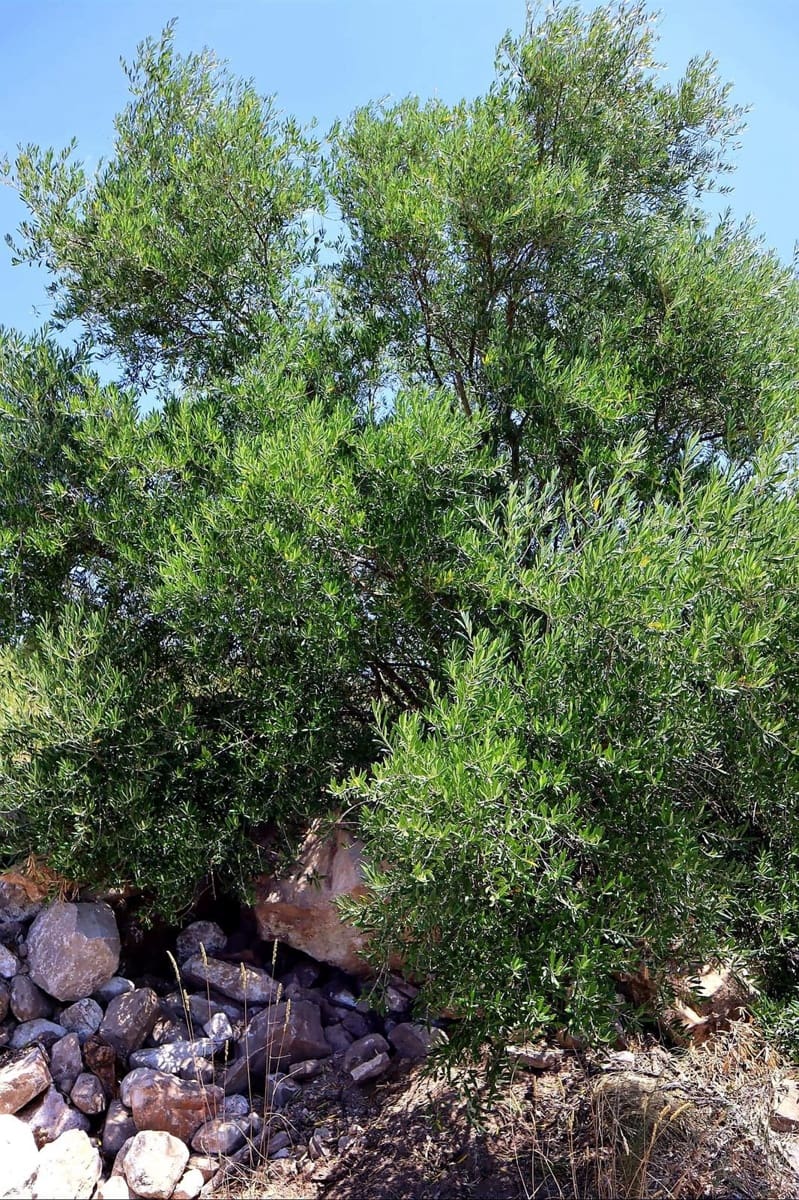 3 bedroom Finca/Country House for sale in Villanueva de la Concepcion with garage - € 325,000 (Ref: 8537538)