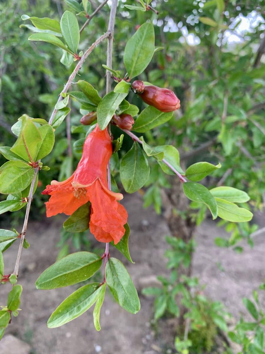 3 camera da letto Finca/Casa di Campagna in vendita in Villanueva de la Concepcion con piscina garage - 495.000 € (Rif: 8598574)