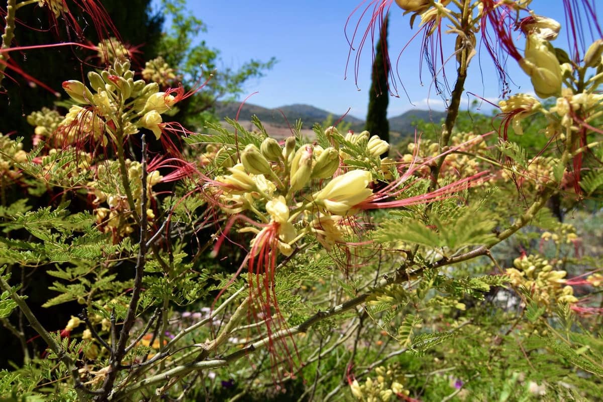 3 soverom Finca/Herregård til salgs i Villanueva de la Concepcion med svømmebasseng garasje - € 495 000 (Ref: 8598574)