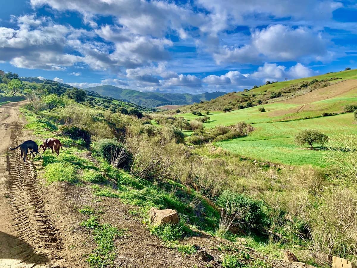 3 soverom Finca/Herregård til salgs i Villanueva de la Concepcion med svømmebasseng garasje - € 495 000 (Ref: 8598574)