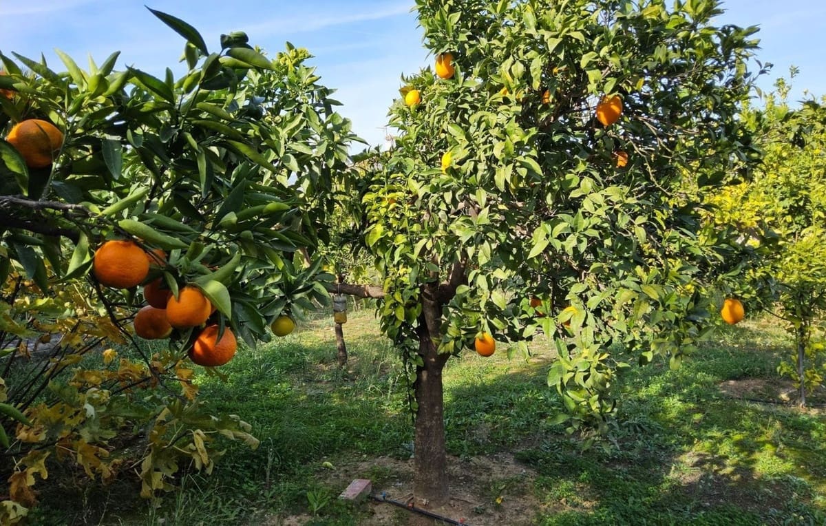 4 makuuhuone Huvila myytävänä paikassa Alhaurin de la Torre mukana uima-altaan 
autotalli - 545 000 € (Ref: 8971137)