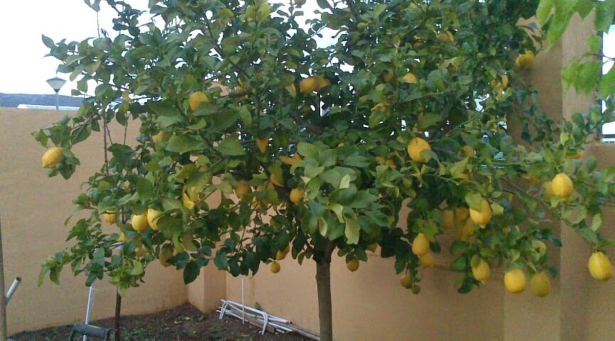 4 slaapkamer Huis te koop in Sierra de Yeguas met zwembad garage - € 225.000 (Ref: 9109352)