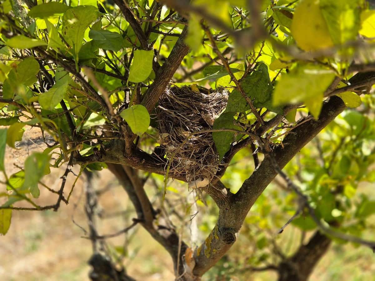 7 soverom Finca/Herregård til salgs i Alora med garasje - € 299 000 (Ref: 9378262)