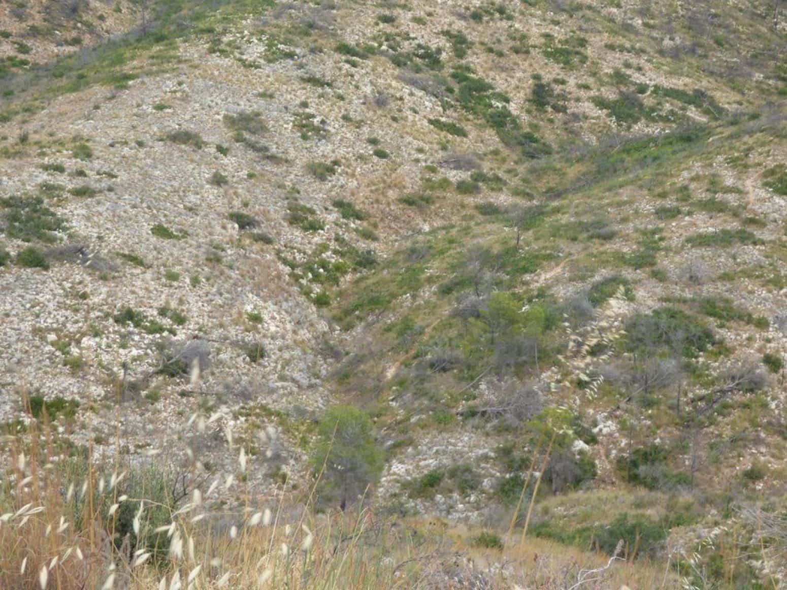 Terrain à Bâtir à vendre à Torrent - 155 000 € (Ref: 9107735)