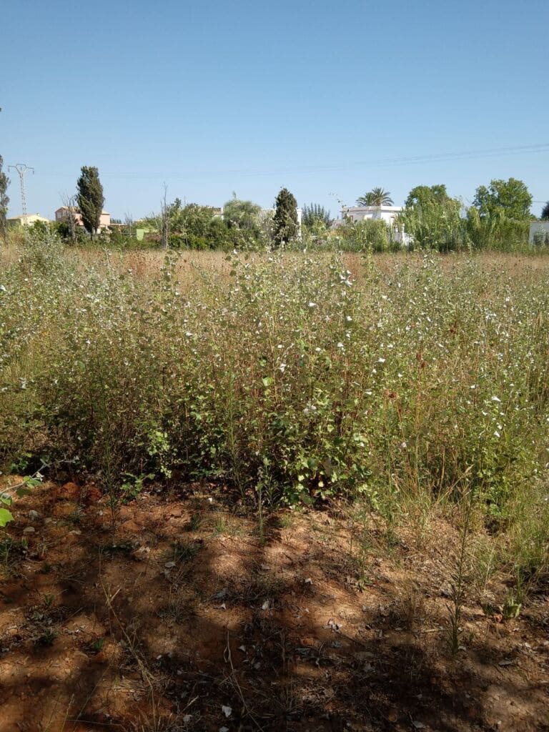 Terreno Non Edificato in vendita in Oliva - 90.000 € (Rif: 8252178)