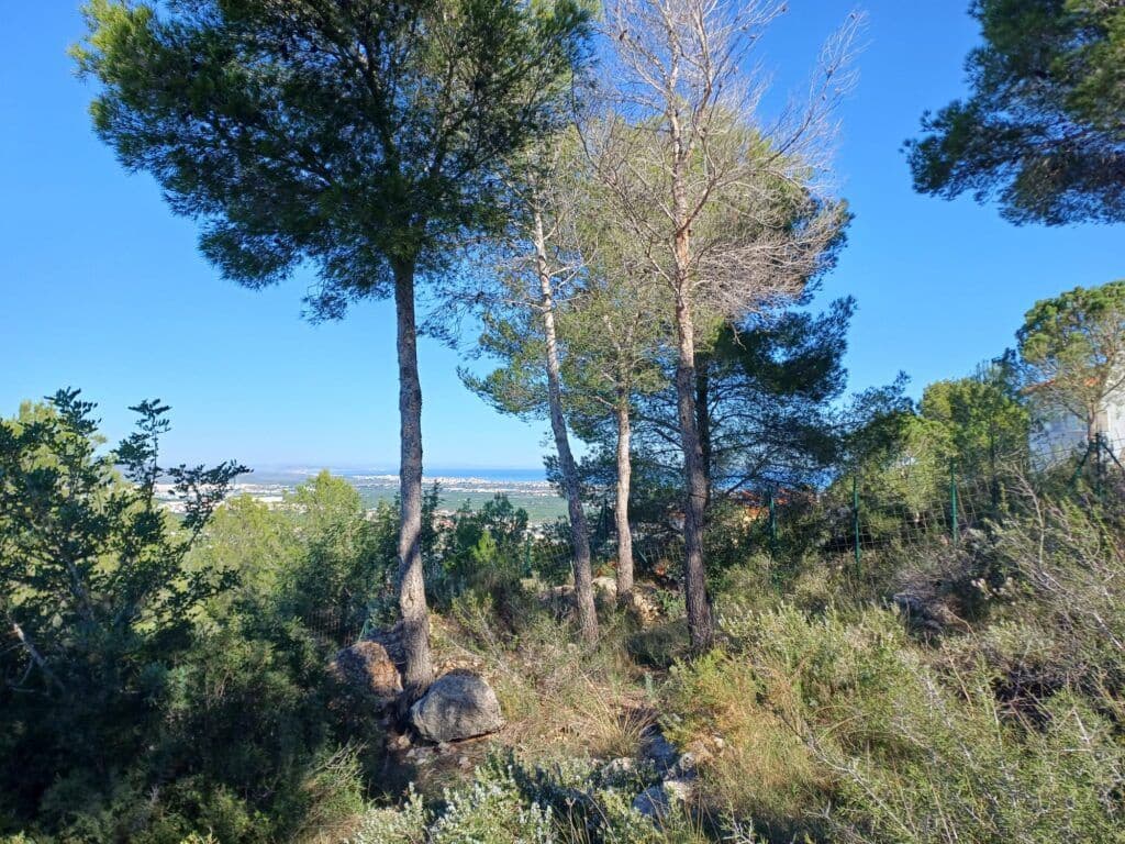 Terre non Aménagée à vendre à Oliva - 200 000 € (Ref: 9375080)
