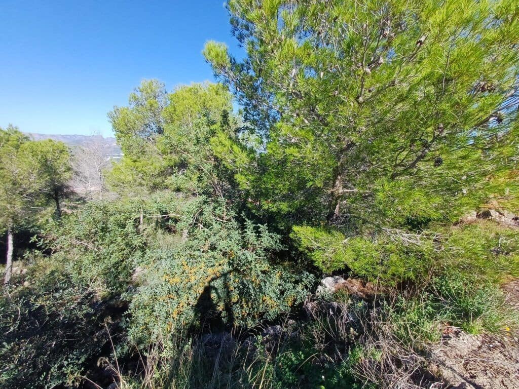 Terre non Aménagée à vendre à Oliva - 200 000 € (Ref: 9375080)