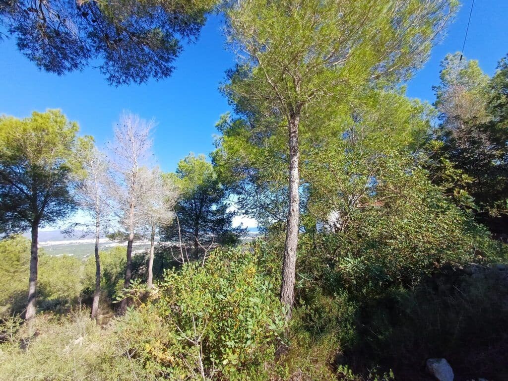Terre non Aménagée à vendre à Oliva - 200 000 € (Ref: 9375080)