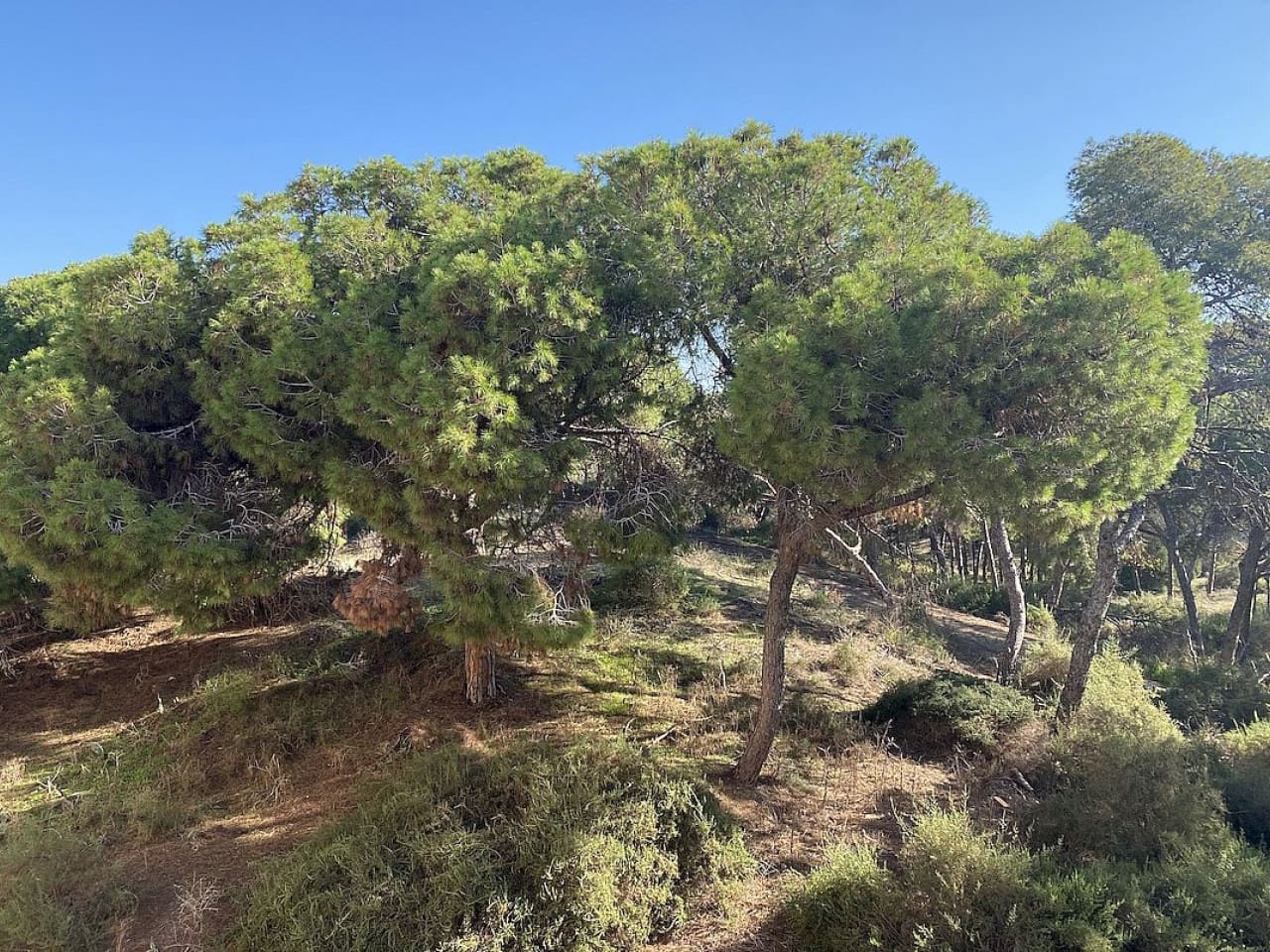 2 sovrum Lägenhet till salu i Guardamar del Segura - 318 240 € (Ref: 9911273)