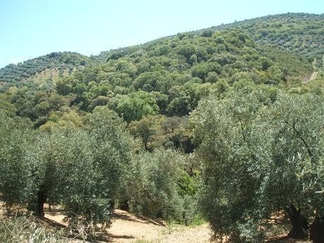 6 soveværelse Finca/Landehus til salg i Las Casillas de Martos - € 70.000 (Ref: 1745506)